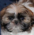 Cute Shih Tzu Dog Diamond Painting